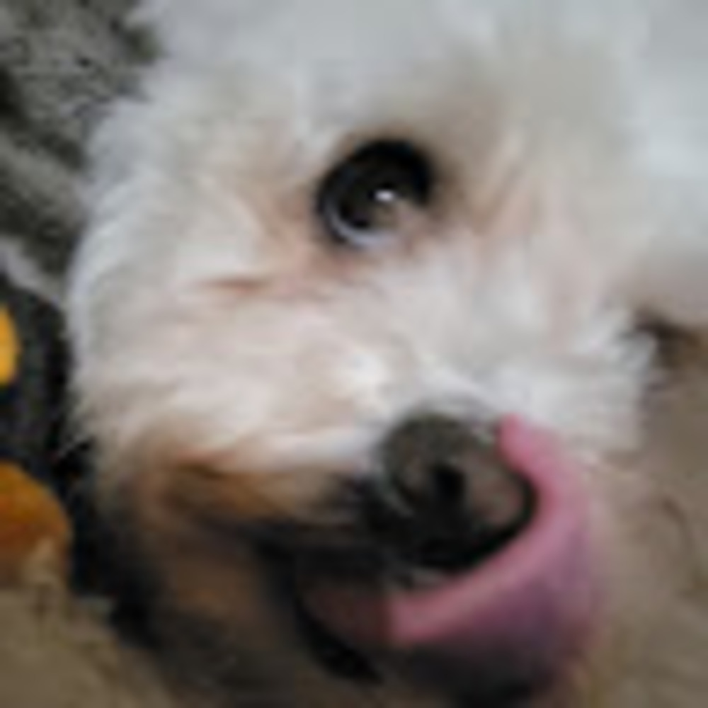 Meet your Posher, Daisy